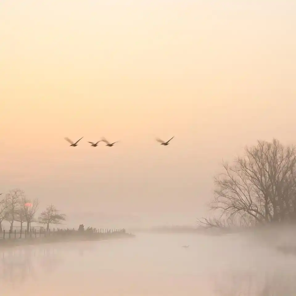 Vier vogels die vliegen in een zachte, oranje zonsopgang met mist
